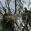 Cormorans dans leur nid sur le Delta du Danube