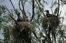 Cormorans dans leur nid sur le Delta du Danube
