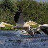 Pélicans prennent leur envol sur le Delta du Danube