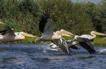Pélicans prennent leur envol sur le Delta du Danube