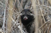 Un raton laveur Delta du Danube
