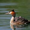 Une grèbe huppée porte ses poussins sur le Delta du Danube