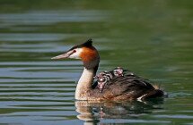 Une grèbe huppée porte ses poussins sur le Delta du Danube