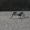 Une oie décolle de l'eau Delta du Danube