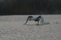 Une oie décolle de l'eau Delta du Danube