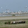 n groupe de Pélicans Blancs sur l'ïle de Sacalin