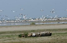 n groupe de Pélicans Blancs sur l'ïle de Sacalin