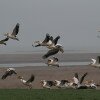 Un groupe de Pélicans frisés sur une plaine sauvage