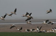 Un groupe de Pélicans frisés sur une plaine sauvage